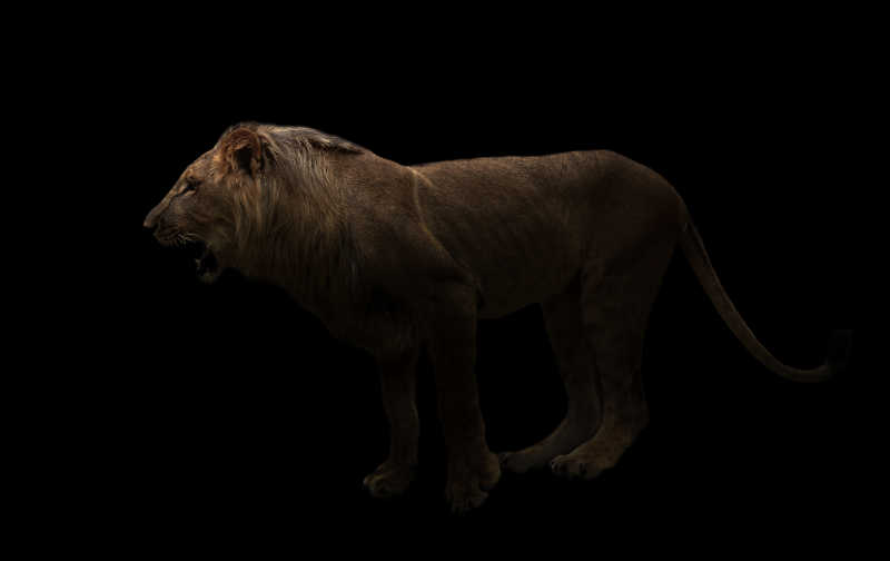 黑暗中凶猛的狮子