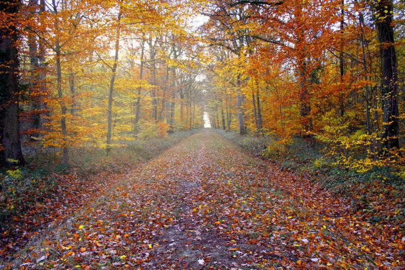 秋天的森林掉满落叶的道路