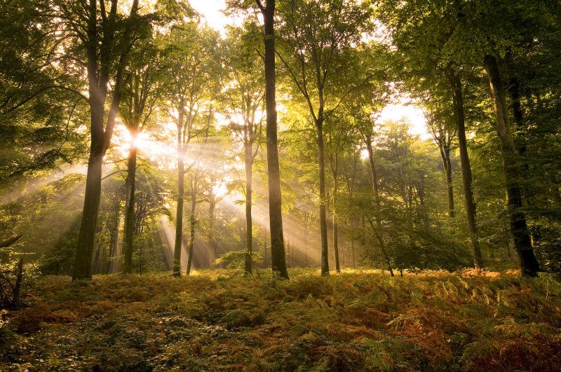 阳光穿过森林覆盖的树