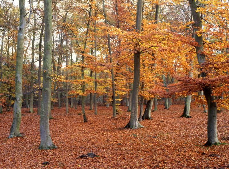 黄色落叶的秋季森林自然风景