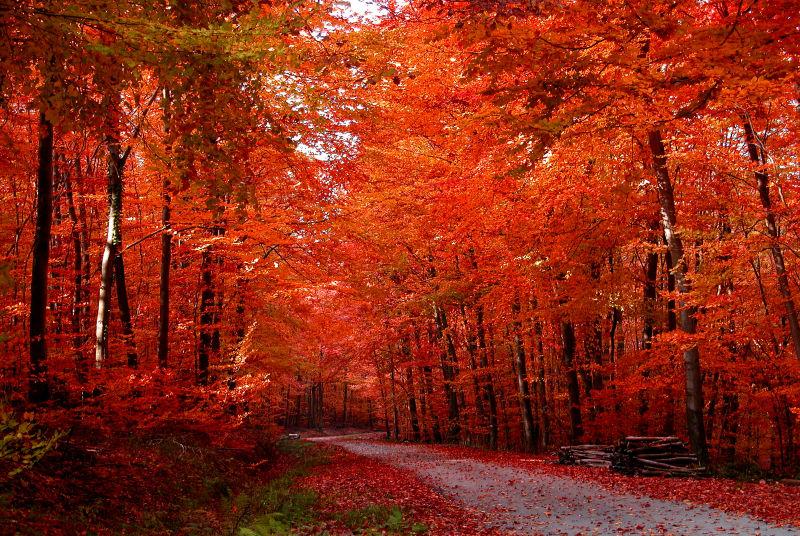 秋季森林红色树叶景色