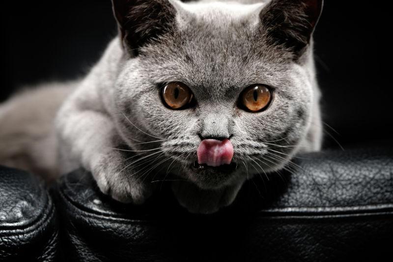 趴在沙发上伸舌头搞怪的可爱猫咪
