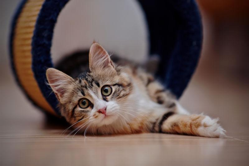 可爱的猫咪坐在地板上