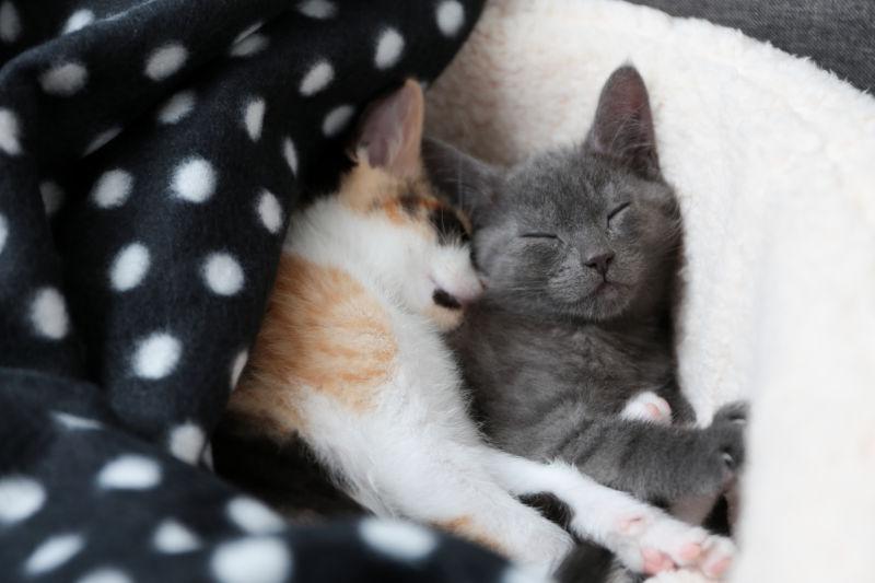正在睡觉的两只小猫