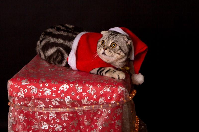 穿着圣诞老人服饰的可爱的猫咪