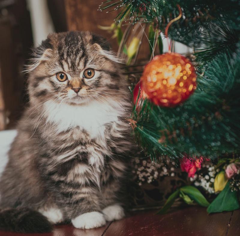 圣诞树旁边的可爱猫咪