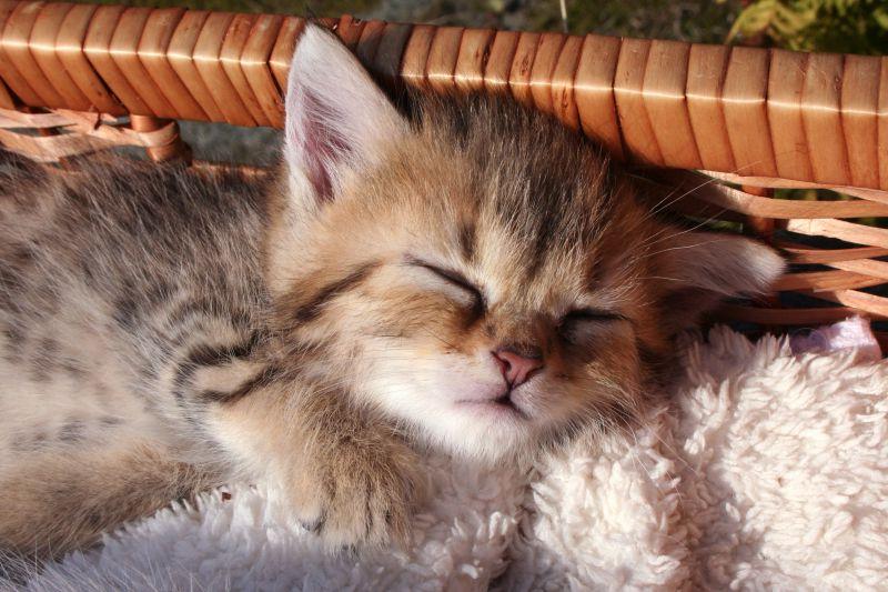 在竹篮子里的睡觉的猫咪