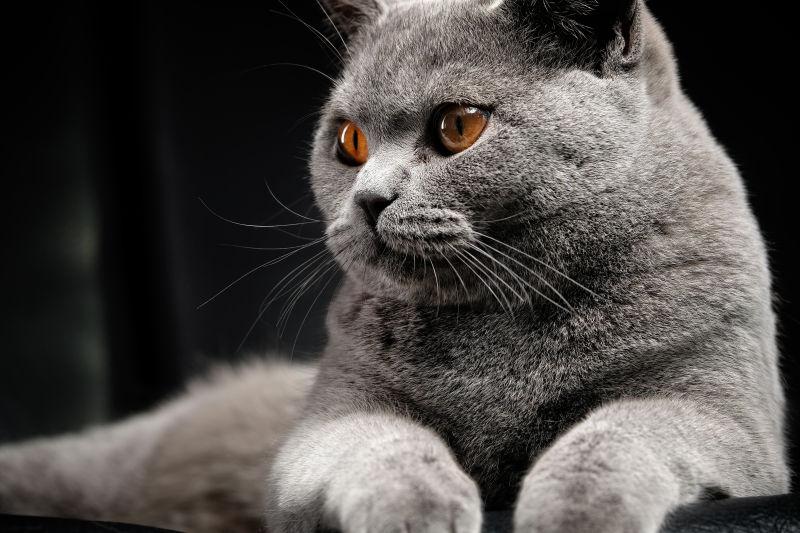 灰色的可爱猫咪