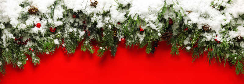 圣诞树枝上的白色积雪