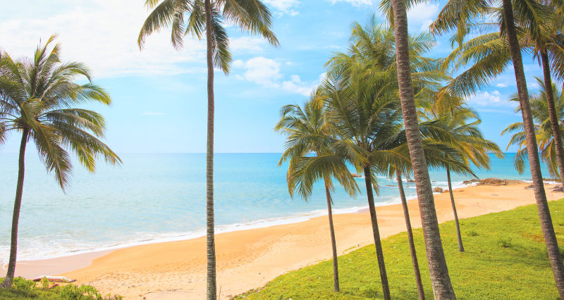 美丽的热带海滩椰树