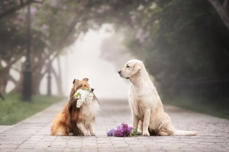 两条狗的爱情故事关心
