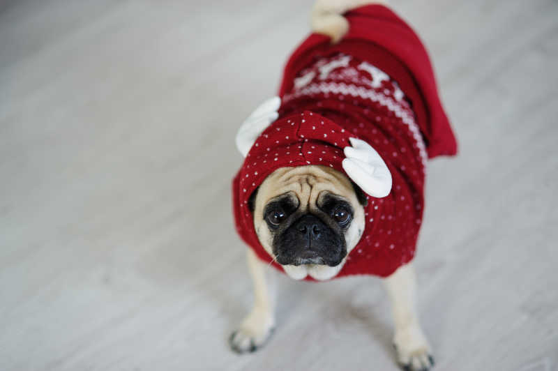 穿着红色圣诞装的狗狗