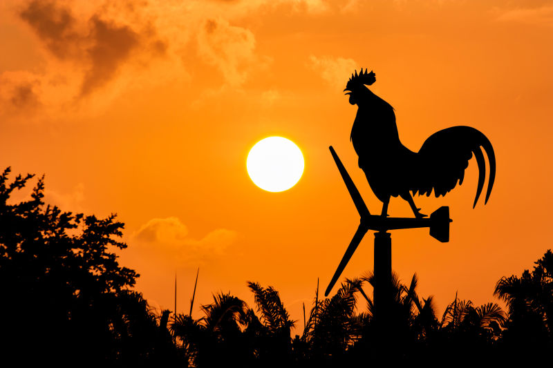 早晨的日出时站在风力涡轮机上的公鸡