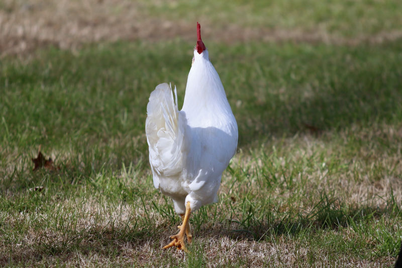 草地上的行走的白色公鸡