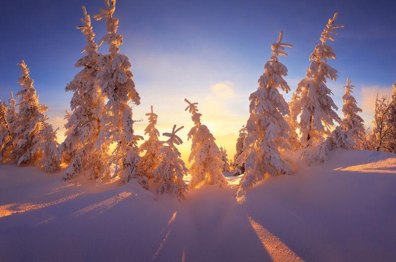 美丽的冬季森林覆盖着积雪的树木
