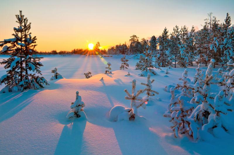 冬日森林中覆盖在树上白雪的日落