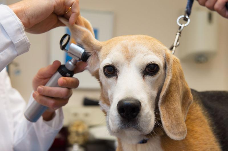 兽医在给狗耳检