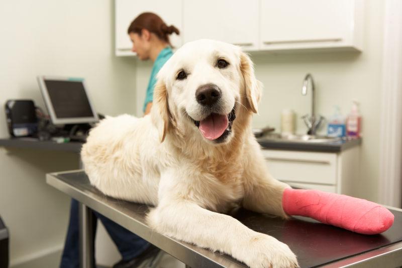 兽医在外科手术中治疗犬