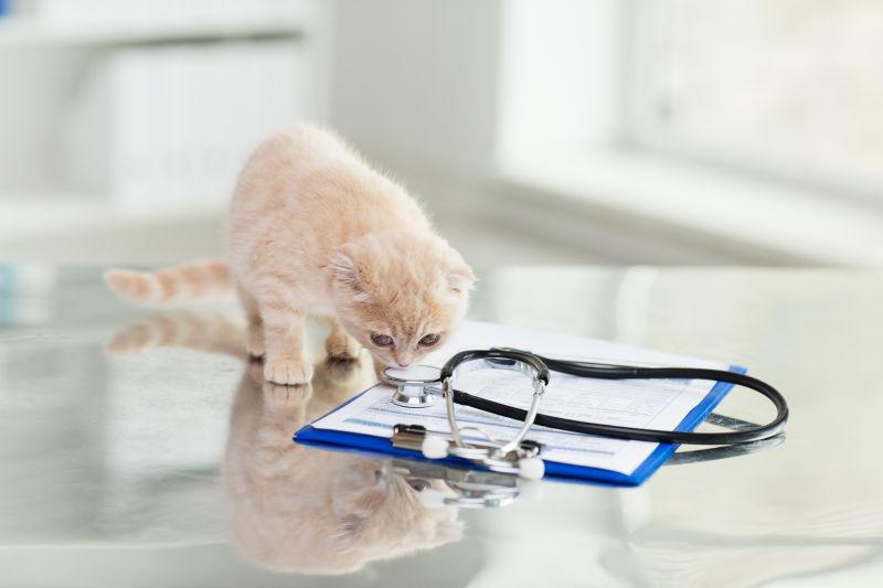 兽医诊所的猫和听诊器