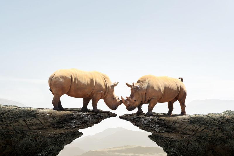两个犀牛动物在岩石顶部作为竞争的象征