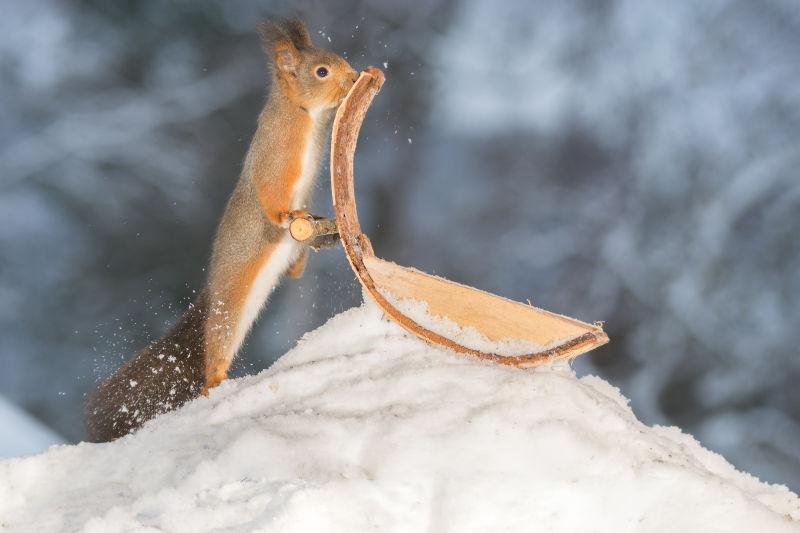 雪地上只用雪橇的红松鼠