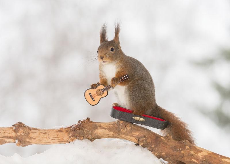 雪地上的树枝上拿着吉他的小松鼠