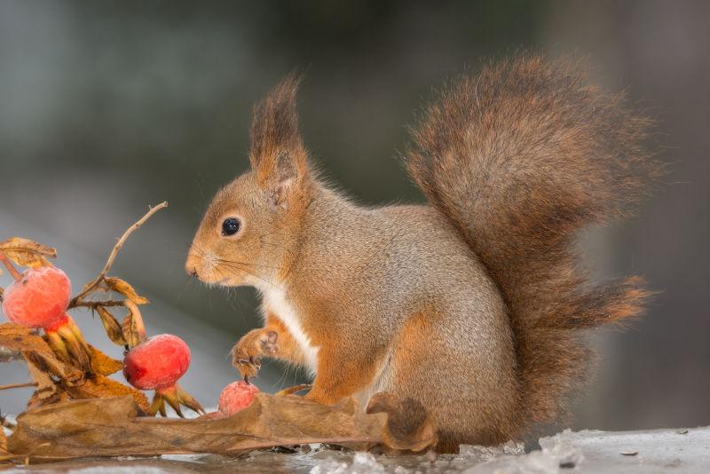 雪地上注视着红色水果的小松鼠