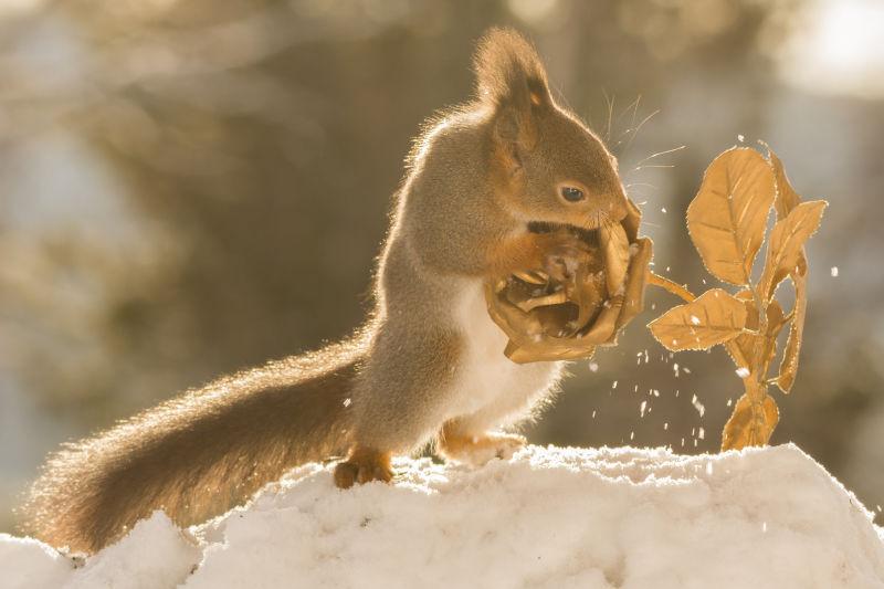 在冬天雪地上摘金玫瑰的松鼠