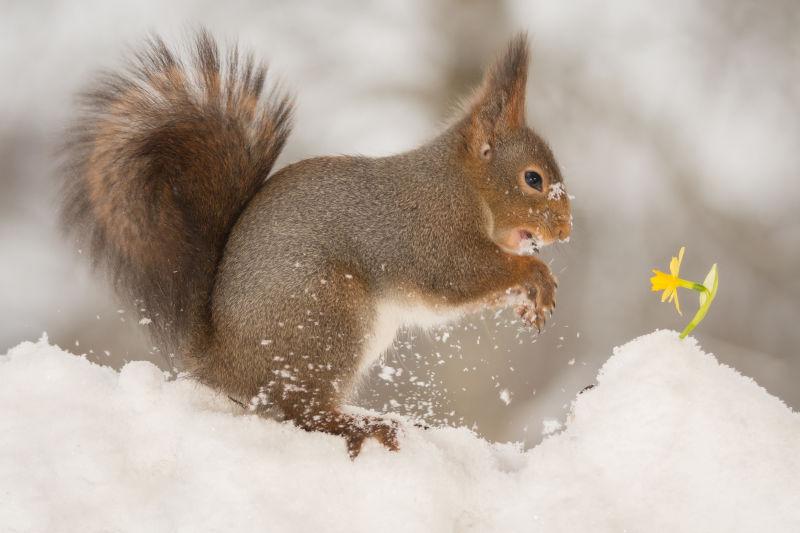 在冬天雪地上欣赏小黄花的有趣的小松鼠
