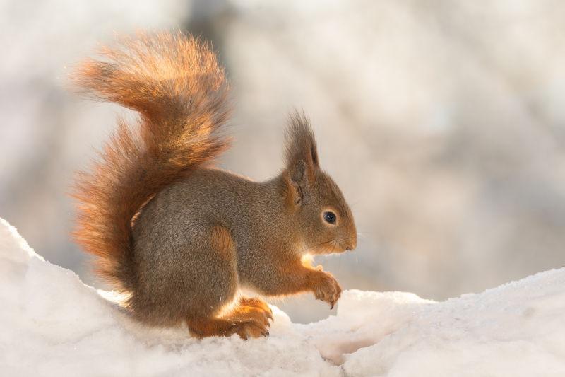 在冬季雪地上的可爱的松鼠