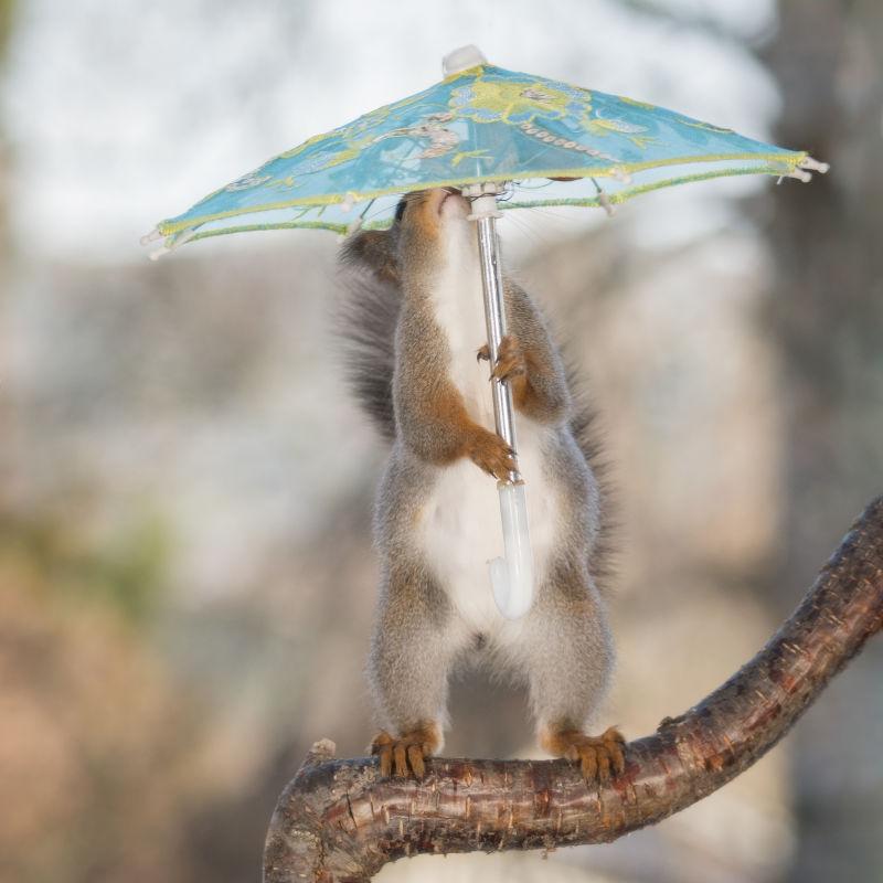 站在树枝上抬头看着太阳伞的松鼠