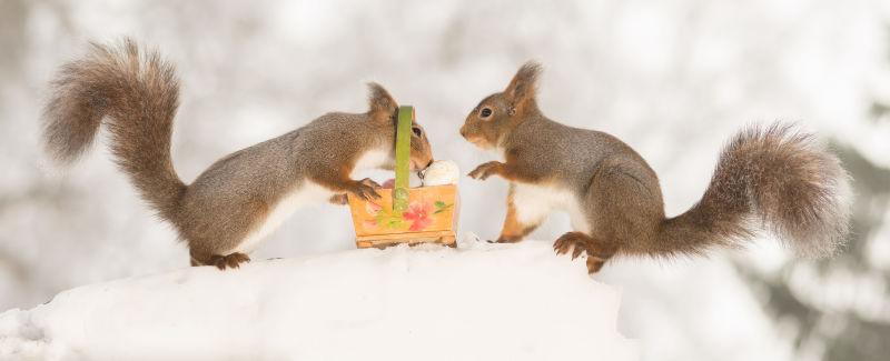 在雪地上的复活节彩蛋旁边的两只小松鼠