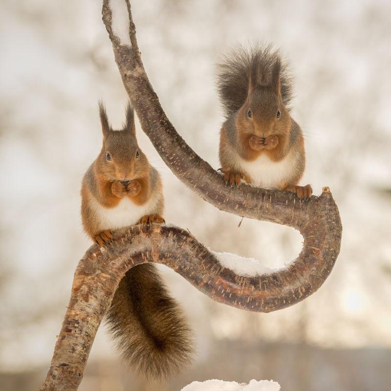 趴在在弯曲的树干上的两只可爱的小松鼠