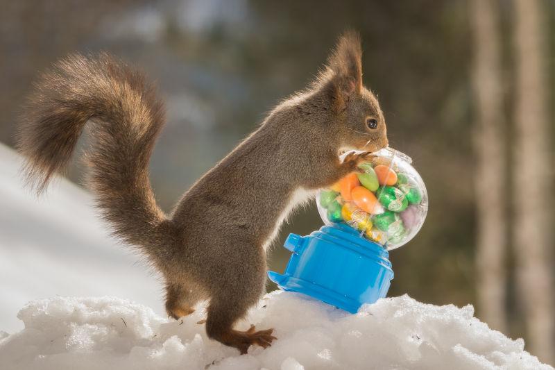 在雪地上玩耍糖果胶球的红松鼠