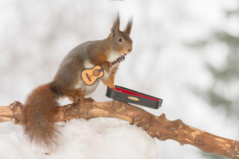 在冬季的树枝上拿着吉他的红松鼠