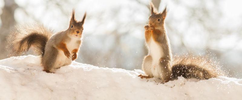 冬天雪地上的可爱的松鼠