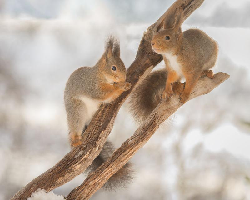 站在冬季干树枝上的两只红松鼠