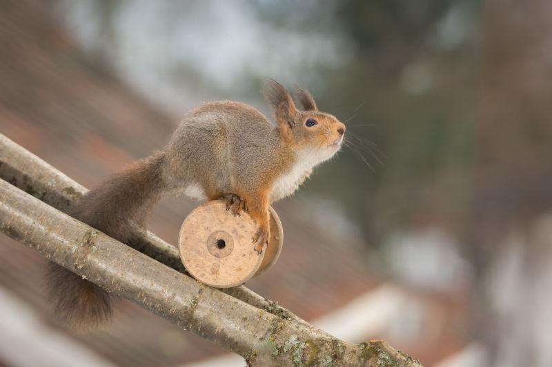 在树枝上使用滑轮的可爱的松鼠