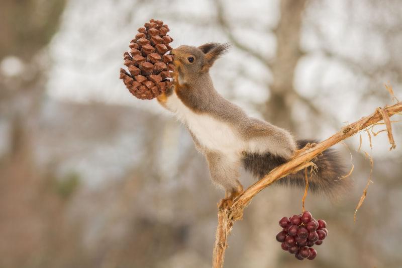 在葡萄架上吃松子的小松鼠