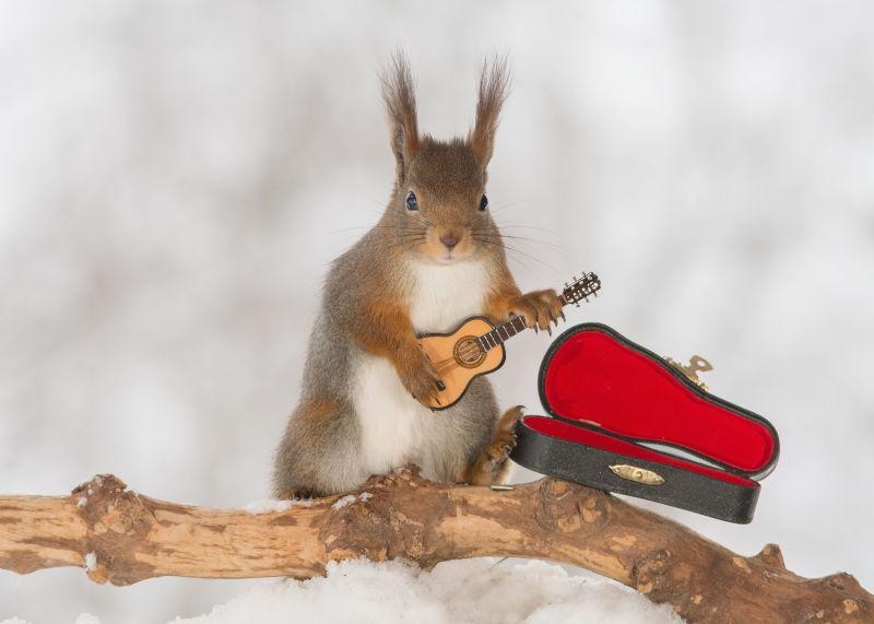 在树枝上弹吉他的毛茸茸的松鼠