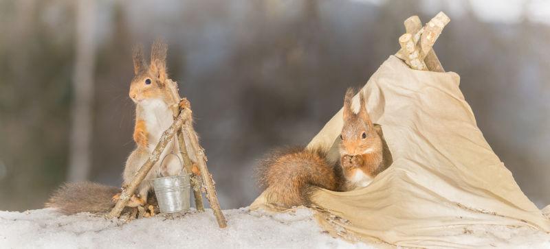 在冬季雪地上露营的两只松鼠