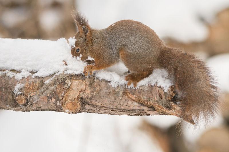在冬天雪后的树干上的可爱的红松鼠