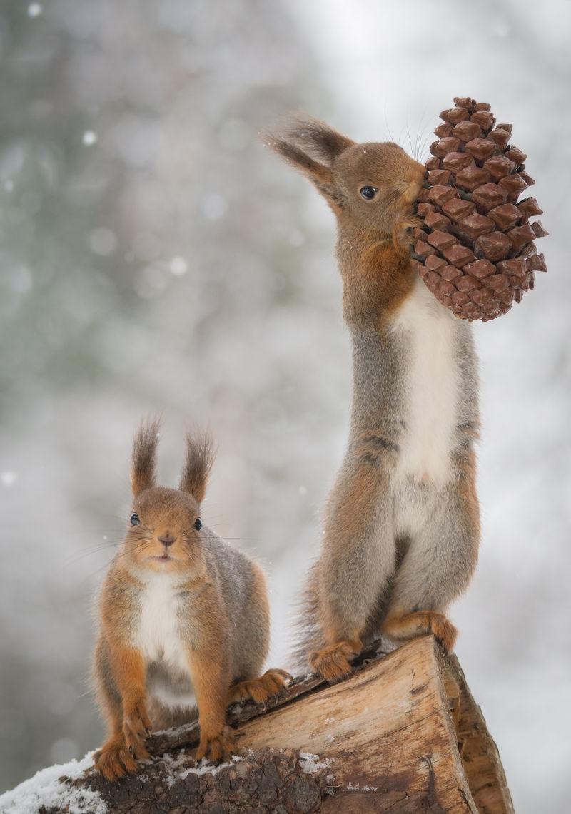 飘雪的冬季支持松果的可爱的小松鼠