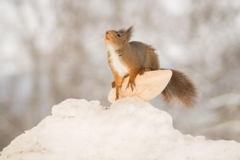 站在冬季的雪地上滑雪板上的松鼠