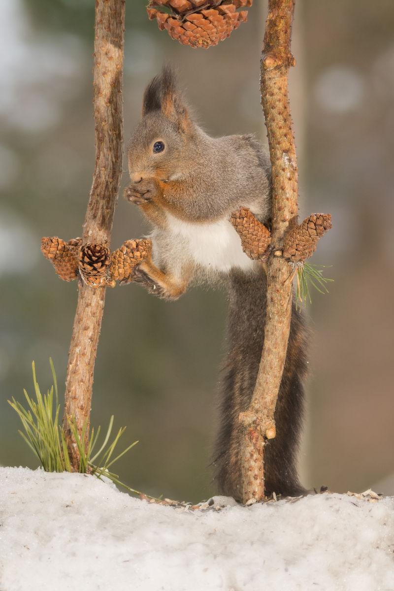 在雪地上吃松子的可爱的小松鼠