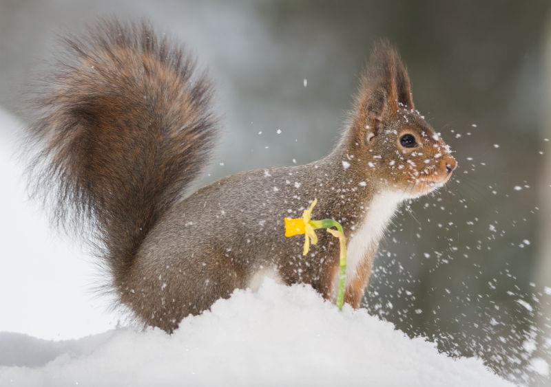 雪地上小黄花旁边的小松鼠
