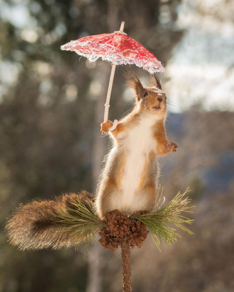 站在松树上打着小红伞的可爱的松鼠
