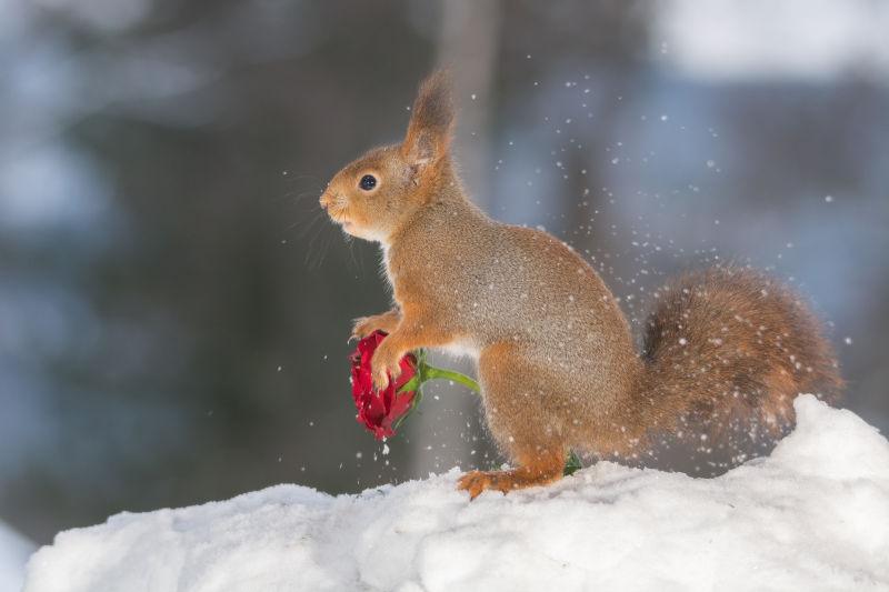 雪地上抱着玫瑰花的松鼠