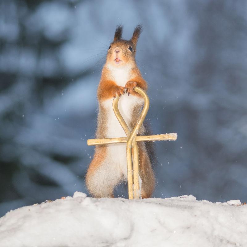 冬季雪地上的有趣的红松鼠