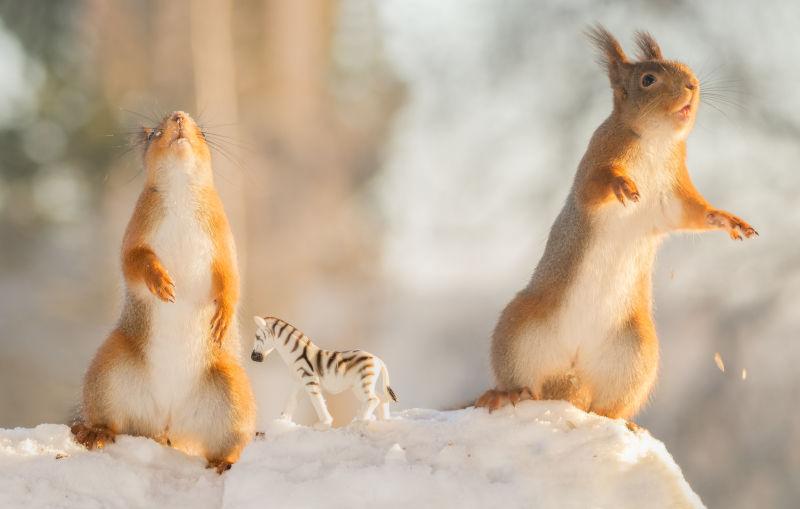 在冬季的雪地上玩斑马玩具的松鼠